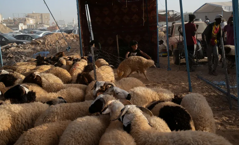 أزمة أضاحي شرق ليبيا مع اقتراب عيد الأضحى