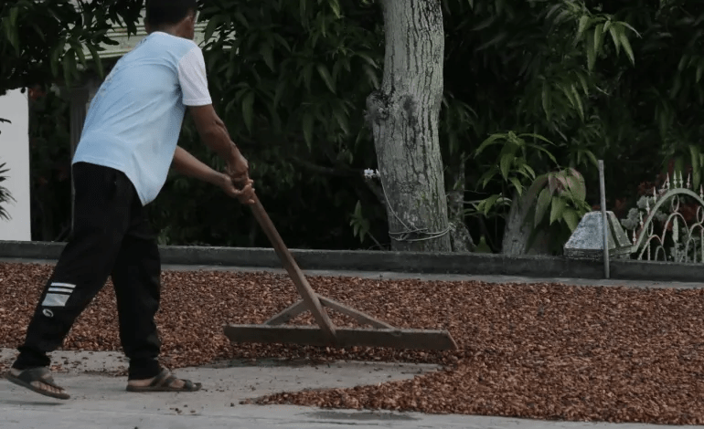 غانا تؤجل المزيد من شحنات الكاكاو مع تفاقم أزمة المعروض