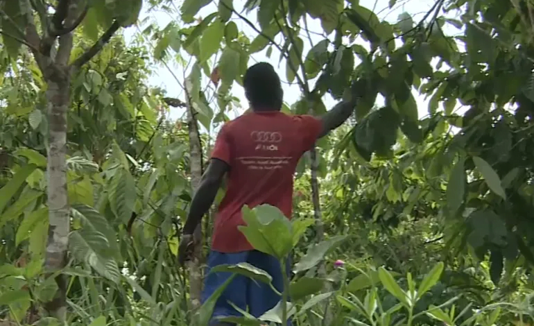 اقتصاد ساحل العاج يتأثر بانخفاض إنتاج الكاكاو